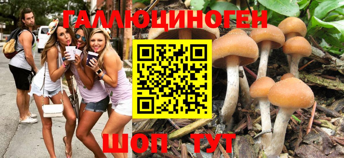 Волгоград  Псилоцибиновые грибы Psilocybine cubensis  Вход с VPN 