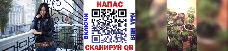 сколько стоит  Волгоград  Бошки марихуана план 